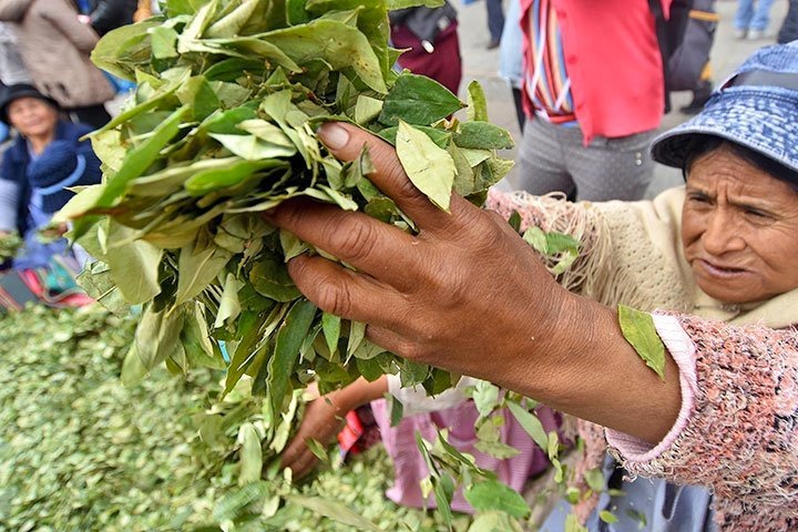 Hallan 7 plaguicidas en la coca de Cochabamba, 4 son altamente peligrosos